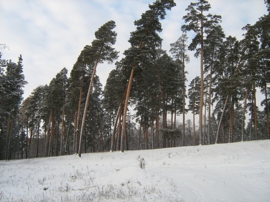 Бузулукский бор стал платным