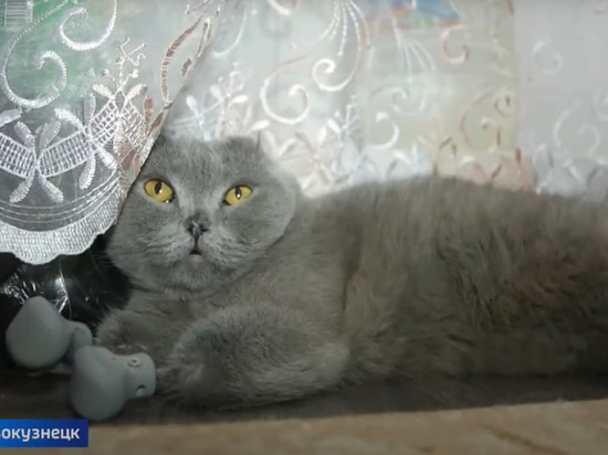 Кузбассовцы ищут новый дом для первой в мире кошки с четырьмя протезами