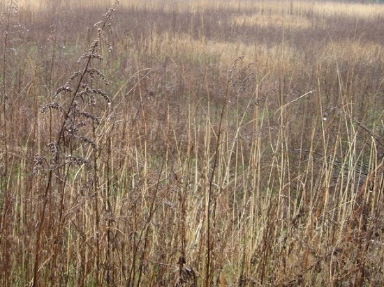 В Калмыкии наказан владелец земли за сорняки на участке