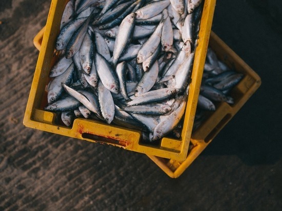 Пытался продать на рынке: браконьер из ЯНАО заплатил 23 тыс. за вылов ценной рыбы
