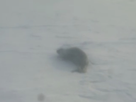 На Сахалине рыбаки встретили на льду «замерзающую нерпу»