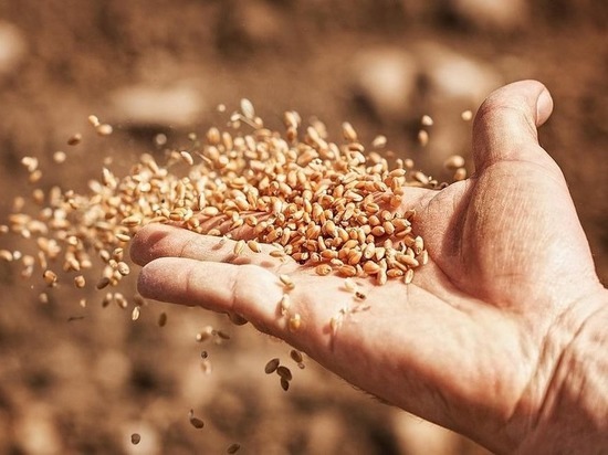 Управление Россельхознадзора по Тверской области досмотрело больше двух тонн семян