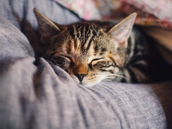 Почему кошки не любят спать вместе со своими хозяевами - МК Кузбасс
