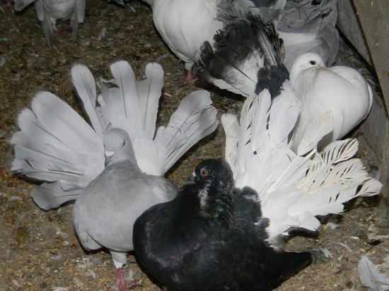 Постояльцы калмыцкого дома-интерната разводят декоративных голубей