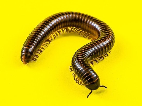На побережье Тайваня обнаружены следы гигантских червей