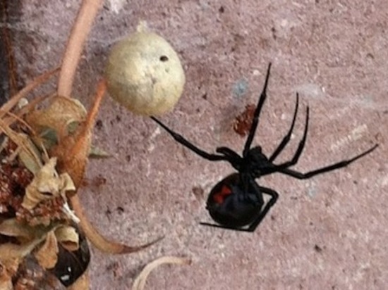 Смертоносные пауки добрались до лесов Татарстана