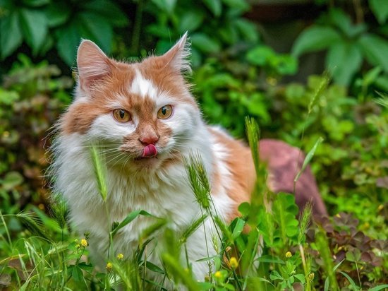 Кошки нашли в кошачьей мяте спасение от насекомых