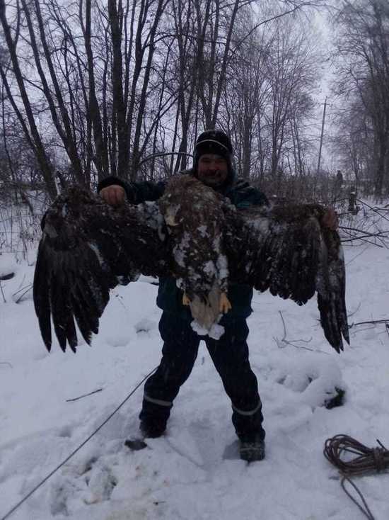 В Тверской области запуталась в проводах и погибла краснокнижная птица