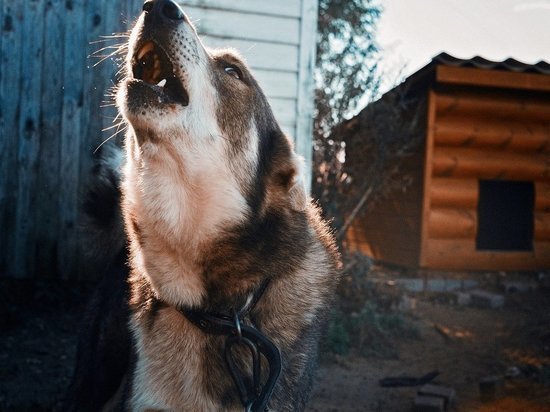 Губернатор пообещал разобраться с бродячими собаками в псковской деревне