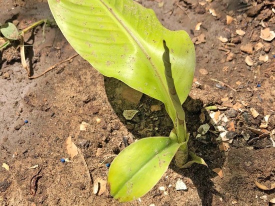 Как вырастить банан в волгоградском открытом грунте
