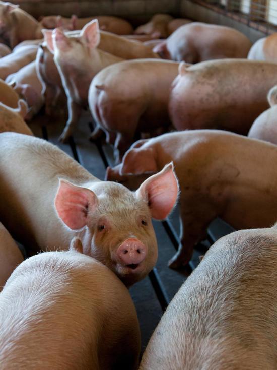 В Псковской области стало на 12% больше свиней