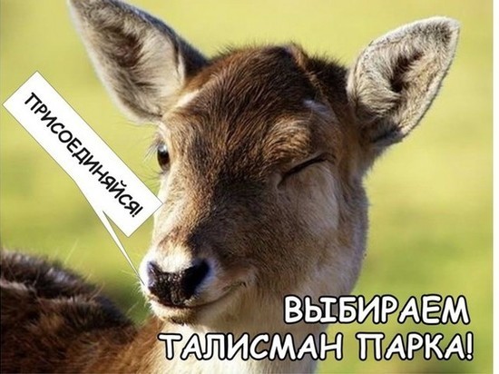 Смолянам предлагают придумать талисман для национального парка "Смоленское Поозерье»