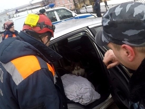 Ярославские спасатели помогли девушке выгнать из ее авто наглую собаку