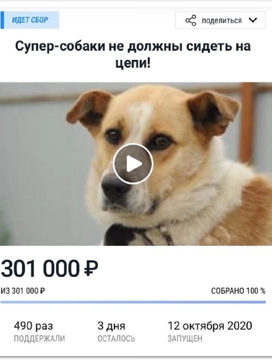 Ярославский приют для животных построит новые вольеры на деньги граждан