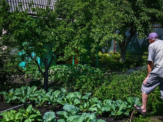 Какая судьба ждет сады на Северо-Западе Челябинска