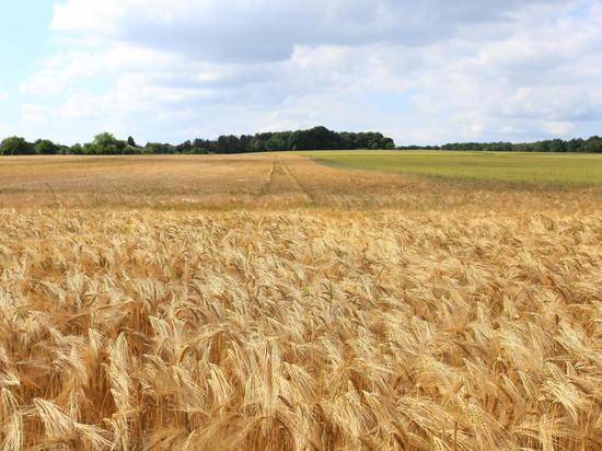 Псковские фермеры достигли «европейской» урожайности