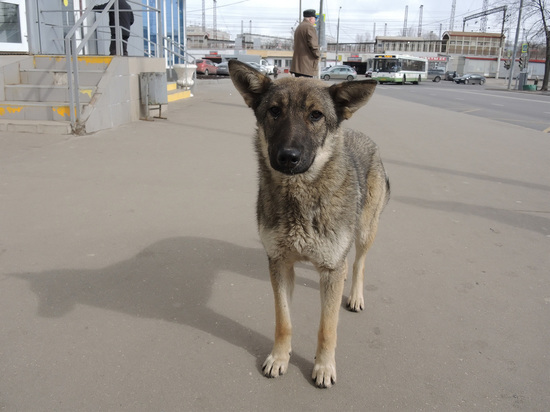 На Украине спасли детей, которых мать кормила собаками