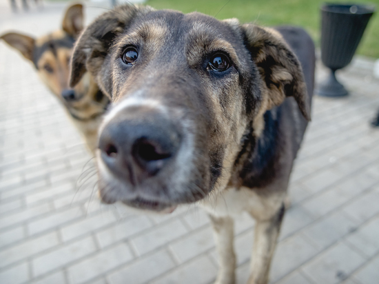 На севере Астраханской области собаки более 200 раз покусали людей
