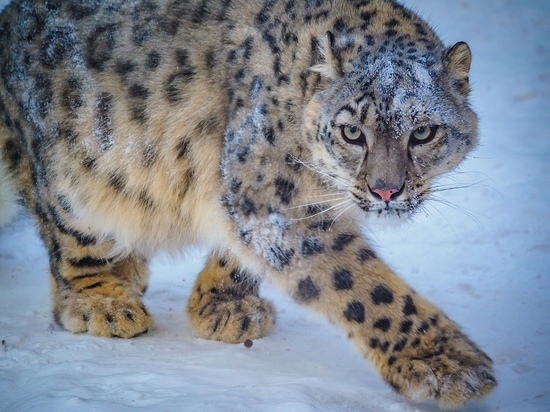 В красноярском зоопарке показали спасенного редкого снежного барса