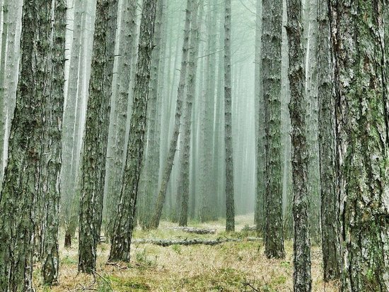 За лесной "зеленый пояс" вокруг Пскова проголосовали депутаты