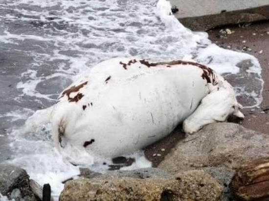 Жителей Новороссийска напугала на берегу мертвая корова