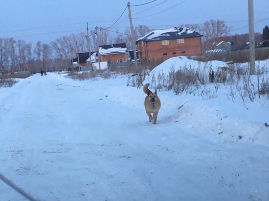 «Собаки нападают на детей»: в посёлке под Омском люди пожаловались на стаю злых псов