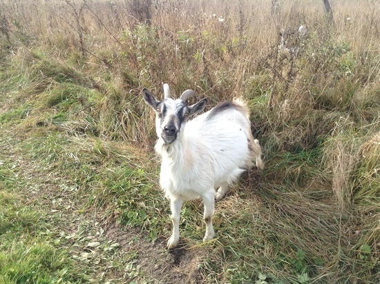 Пять коз сгорели в пожаре в поселке Туманово Смоленской области