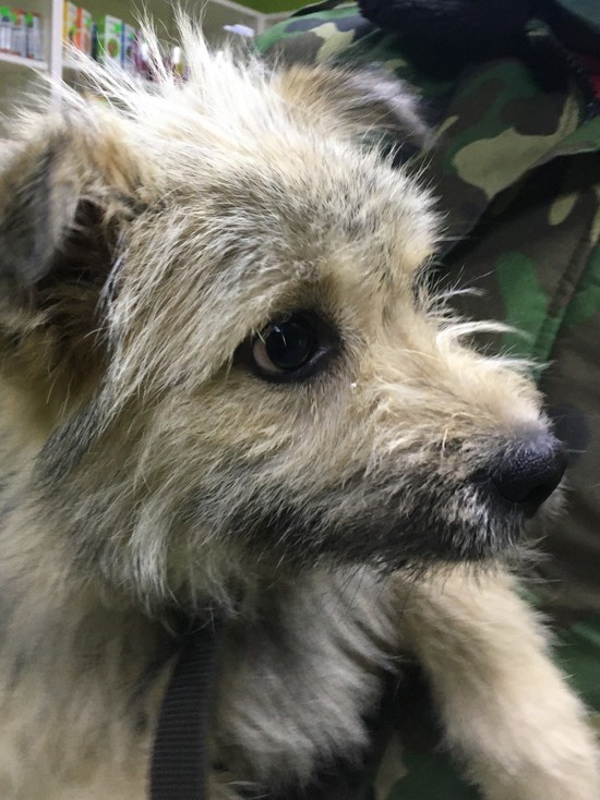 Как редакция «МК в Смоленске» переквалифицировалась из «кошатников» в «собачники»