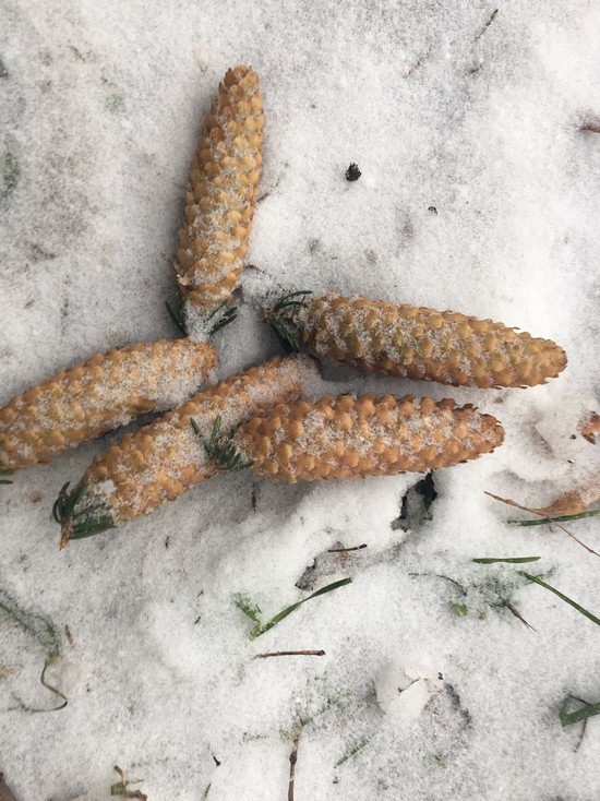 В первый день февраля в Смоленске ожидается снежная погода.