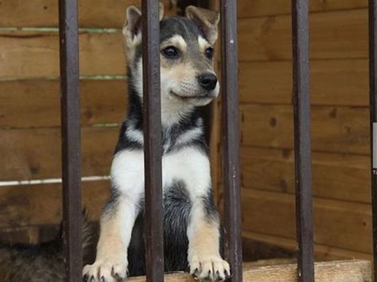 В Казани заработает новая государственная ветклиника