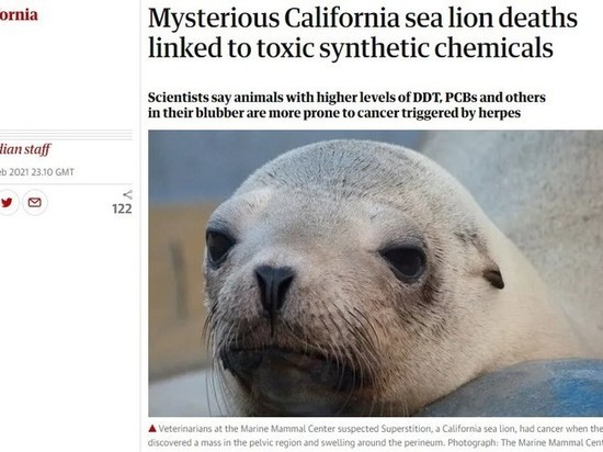 Ученые раскрыли причины загадочных смертей  морских львов – виноваты отходы