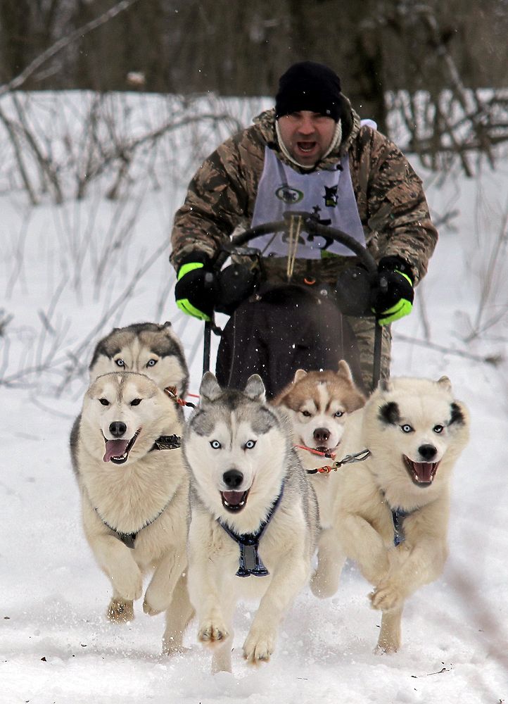 50 лучших фото с зимних гонок в собачьих упряжках под Рязанью