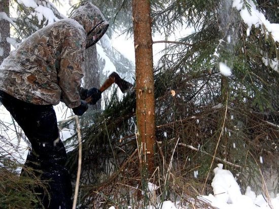 Ивановец, срубивший на забор 14 елей, предстал перед судом