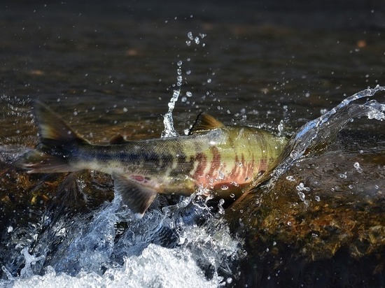 Карельской сёмге помогут иммигрировать в Финляндию