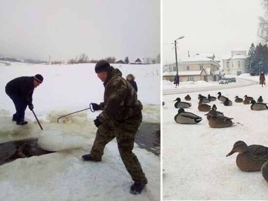 Костромские курьезы: солигаличские утки пришли спасаться от голода в местной «Пятерочке»