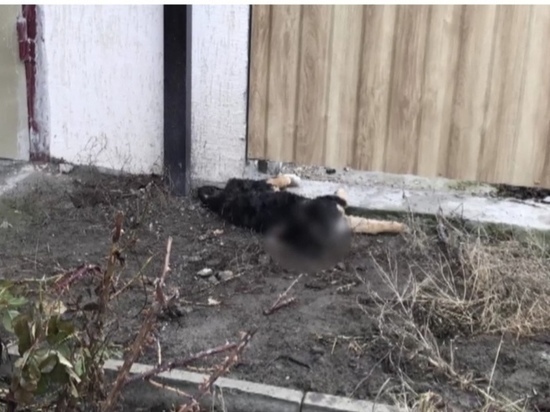 Тюрьмой за расстрел щенка угрожают жителю Северной Осетии