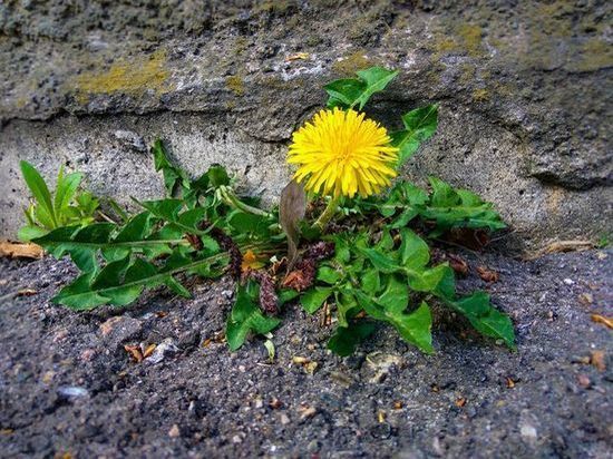 Стало известно, когда в ДНР пройдут субботники