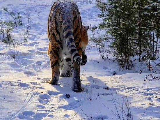 Тигр из застрявшего в Чите цирка прогулялся по ближайшему лесу