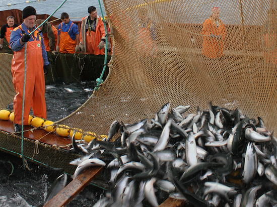 В 2021 году рыбакам Колымы разрешат выловить около 9 тыс тонн лосося