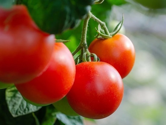 В России взлетели цены на помидоры