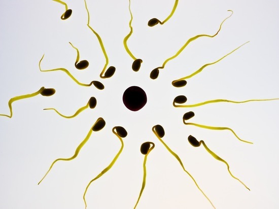 Ученые обнаружили сперматозоиды - убийцы