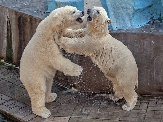 Новосибирский зоопарк решил отдать белых медвежат Норди и Шайну