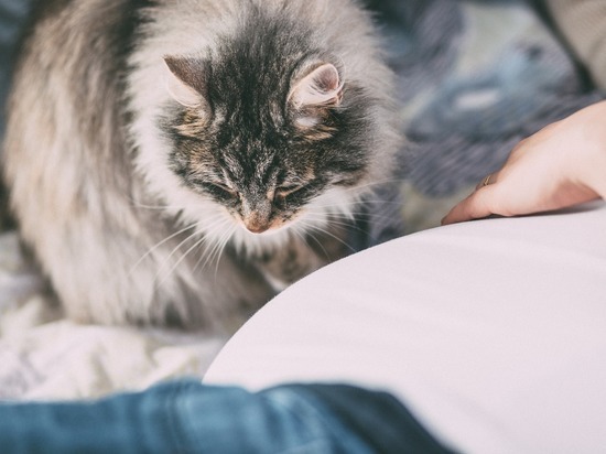 В России готовят вакцину от аллергии на кошек и пыльцу