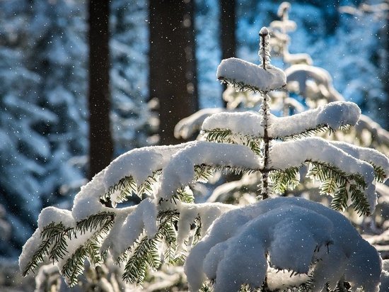 До -21 градуса прогнозируют синоптики в Псковской области 7 февраля