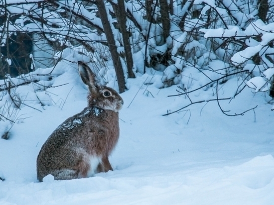 Сезон охоты: в Волгоградской области заканчивают отстрел зайца-русака