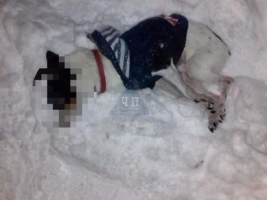 В Железногорске на глазах у детей выбросили собаку с балкона