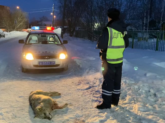 Ночью в Архангельске полиция застрелила волка