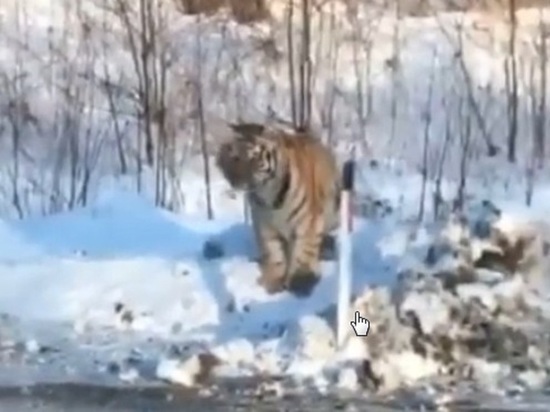 Водитель в Приморье запечатлел на видео редких амурских тигров