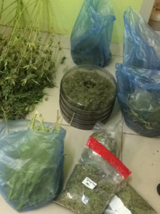 200 кустов конопли изъяли в нарколаборатории в Можге полицейские