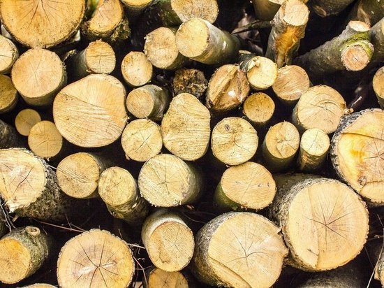 Лесная контрабанда: карельский лес незаконно «сплавляли» в Финляндию